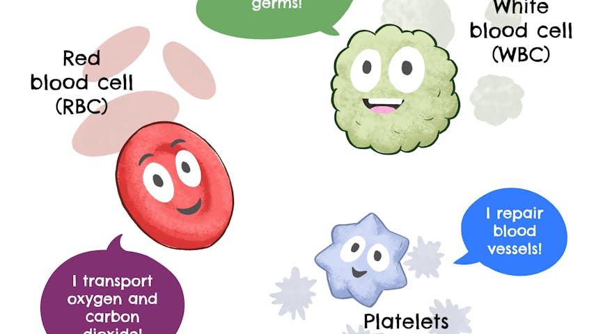 Cartoon drawings of the three types of blood cells: red blood cell, white blood cell and platelets, each labeled with their primary function.