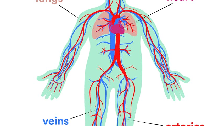 Simple illustration of the human circulatory system. Lungs, heart, arteries and veins are labeled.